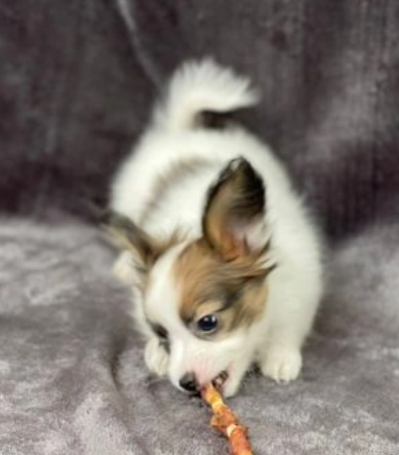 Adorable Papillon puppies available Image eClassifieds4u