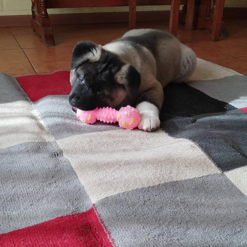 Awesome akita puppies for adoption Image eClassifieds4u