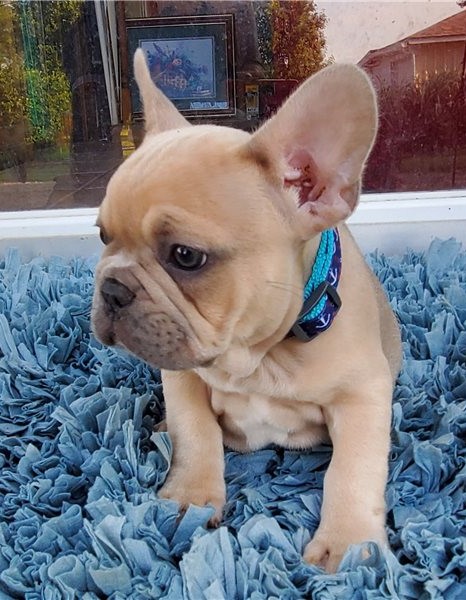 Gorgeous Full Pedigree French Bulldog Pups for Adoption Image eClassifieds4u