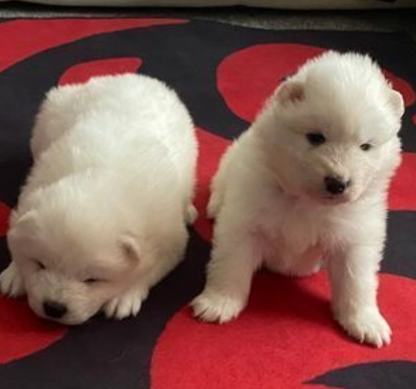 Gorgeous Pure Samoyed puppies Image eClassifieds4u