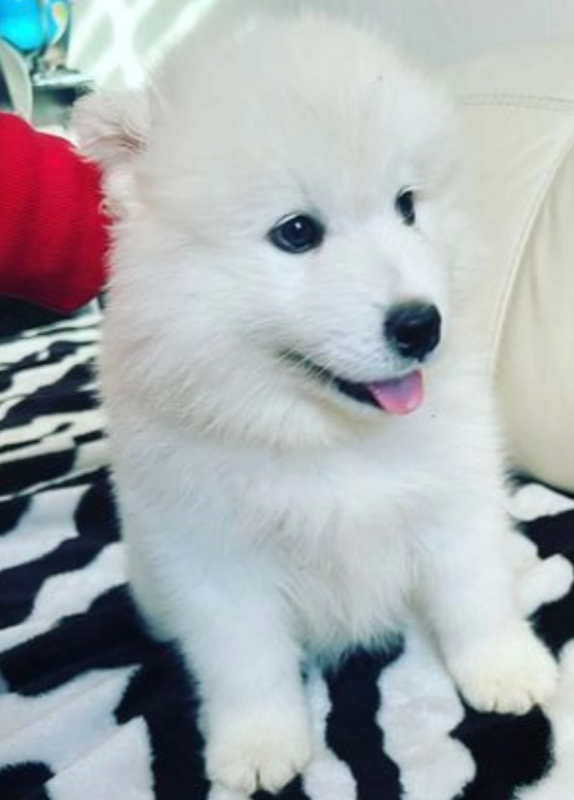 Gorgeous Pure Samoyed puppies Image eClassifieds4u