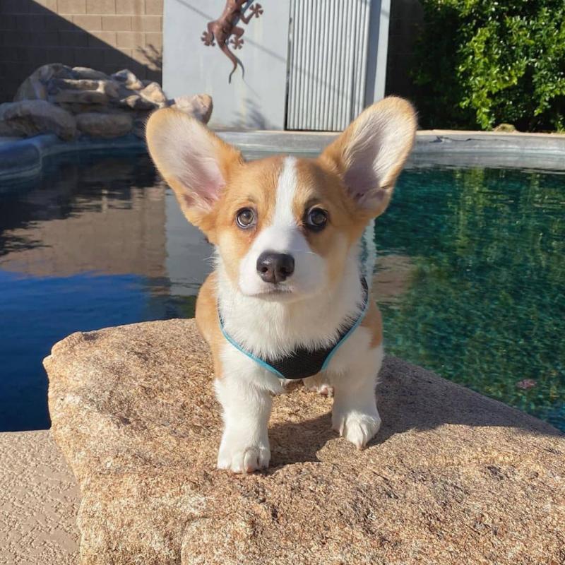 Healthy Pembroke welsh Corgi Puppies Available Now Image eClassifieds4u