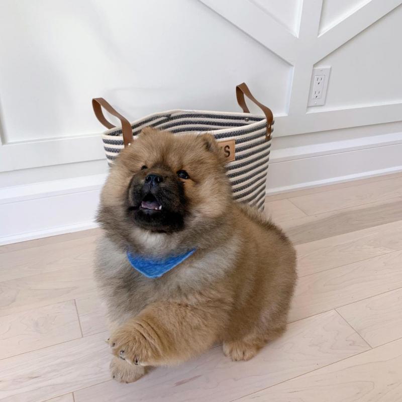 lovely chow chow puppies for adoption Image eClassifieds4u