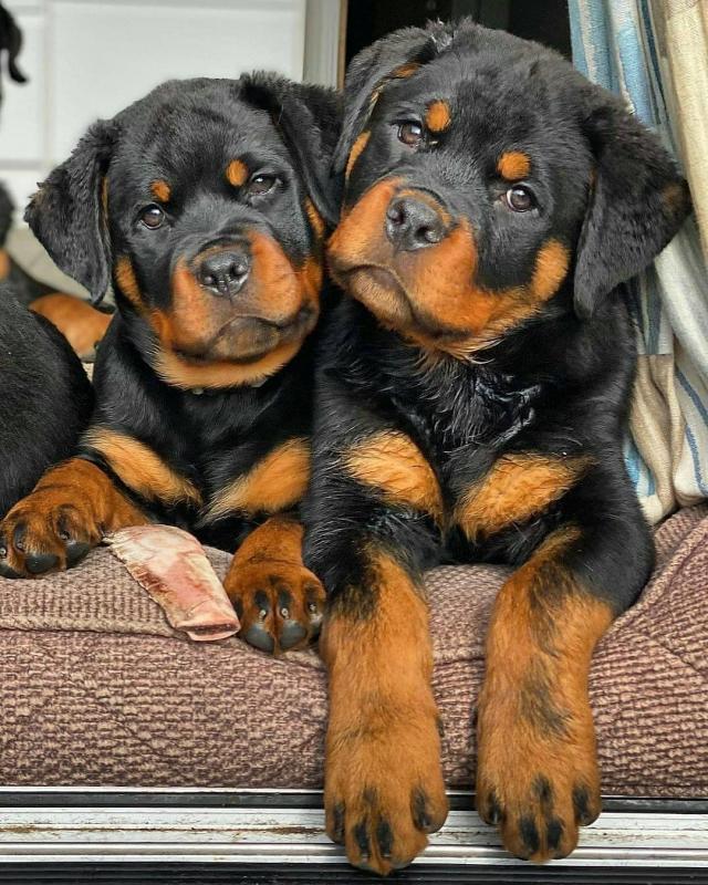Lovely rottweiller puppies for free adoption Image eClassifieds4u