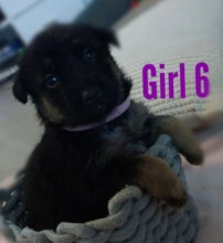 7 beautiful German Shepherd pups.. Image eClassifieds4u 2