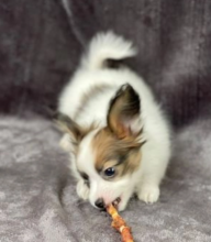 Adorable Papillon puppies available Image eClassifieds4u 2