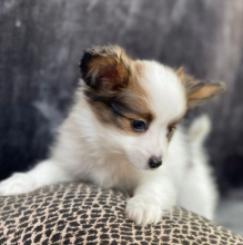 Adorable Papillon puppies available Image eClassifieds4u 3