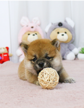 Beautiful shiba inu puppies with champion pedigree Image eClassifieds4u 1