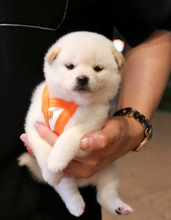 Beautiful shiba inu puppies with champion pedigree Image eClassifieds4u 2