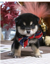 Beautiful shiba inu puppies with champion pedigree Image eClassifieds4u 3