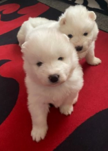 Gorgeous Pure Samoyed puppies Image eClassifieds4u 1