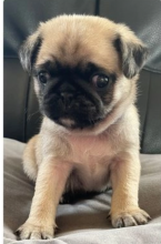 Home raised Pug pups for sale Image eClassifieds4u 3