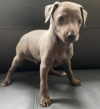 Italian Greyhound pups available Image eClassifieds4u 3