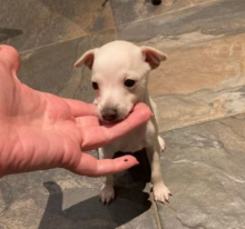 Italian Greyhound pups available Image eClassifieds4u 2