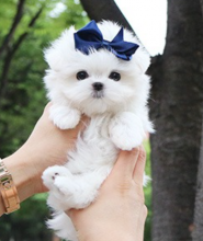 Miniature Maltese puppies available Image eClassifieds4u 1