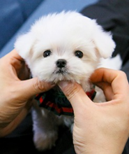 Miniature Maltese puppies available Image eClassifieds4u 2
