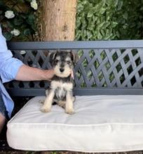 Miniature Schnauzer puppies available for adoption Image eClassifieds4u 2