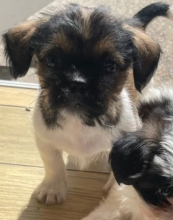Shih tzu puppies available Image eClassifieds4u 2