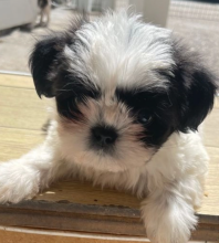 Shih tzu puppies available Image eClassifieds4u 4