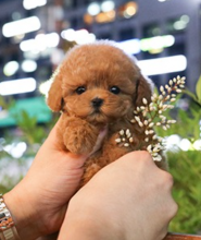 Toy poodle puppies Image eClassifieds4u 3