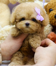 Toy poodle puppies Image eClassifieds4u 2