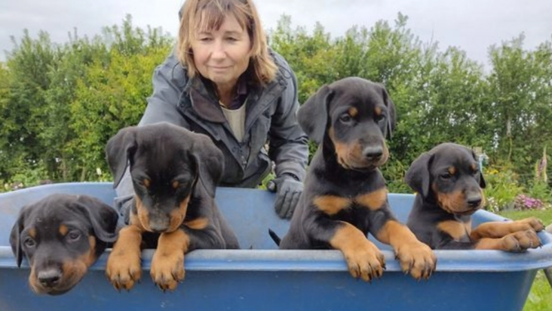 Male and female Dobermans pups Image eClassifieds4u