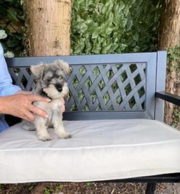 Miniature Schnauzer puppies available for adoption Image eClassifieds4u