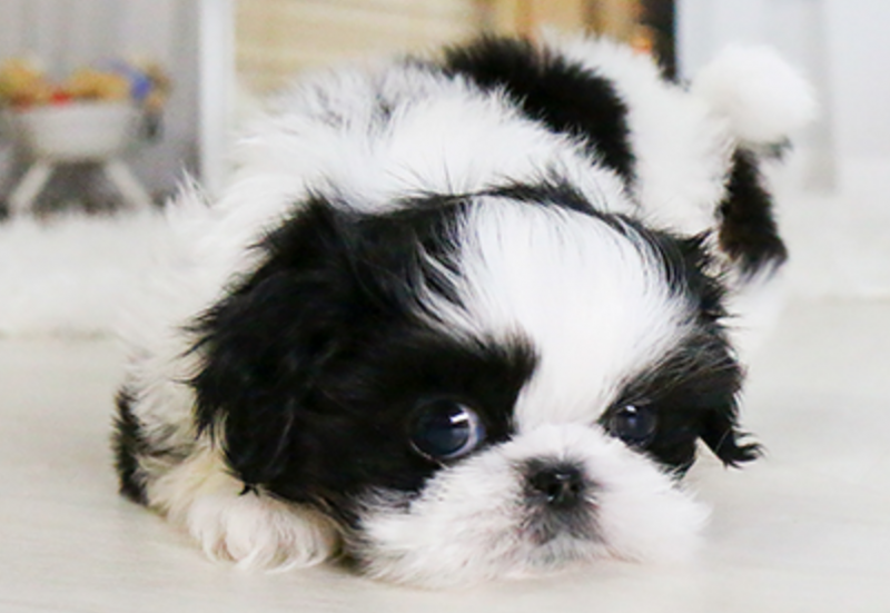 Shih tzu puppies available Image eClassifieds4u
