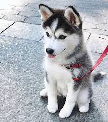 Super cute Siberian Husky puppies Image eClassifieds4u