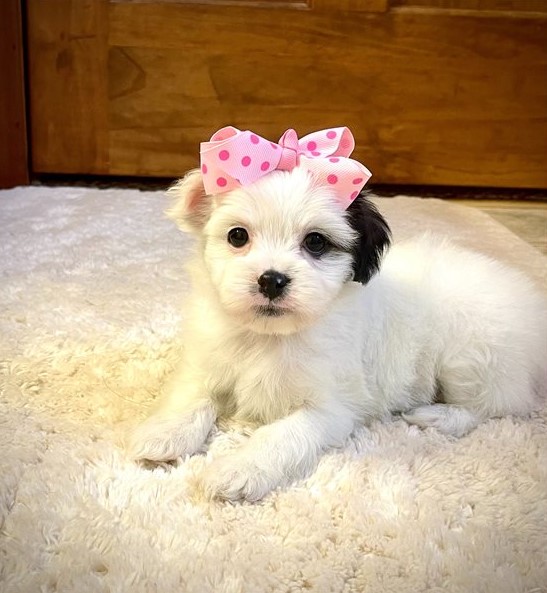 Temperate Japanese Chin Puppies For Adoption Image eClassifieds4u