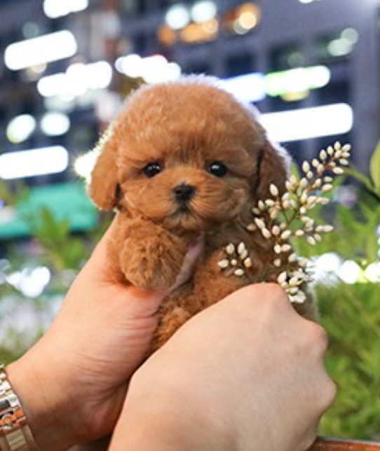Toy poodle puppies Image eClassifieds4u