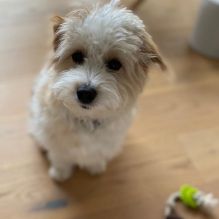 Adorable cavapoo puppies for adoption