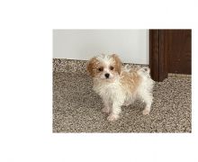 Adorable cavapoo puppies for adoption