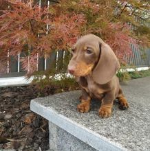 Adorable Dachshund Puppies