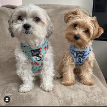Adorable schnauzer puppies for free adoption