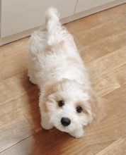 Amazing cavachon puppies for free adoption