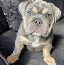 Amazing english bulldog puppies for adoption