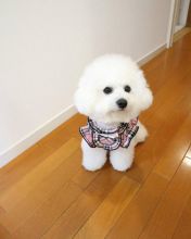 Beautiful bichon frise puppies for adoption