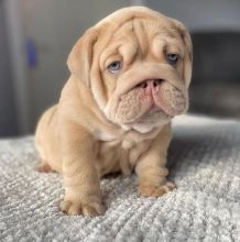 Beautiful English bull dog Puppies