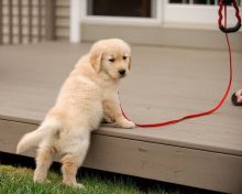 Beautiful golden retriever puppies for adoption