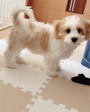 Pretty cavachon puppies for re-homing