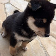 pretty shiba inu puppies for free adoption