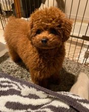 Pretty toy poodle puppies for adoption.