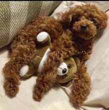 Pretty toy poodle puppies for adoption.
