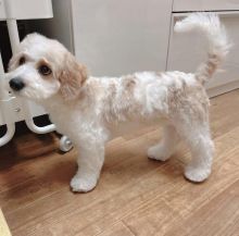 Smart cavachon puppies for free adoption