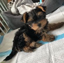 STRONG AND LOVELY YORKIE PUPPIES READY TO GO NOW TO GOOD FAMILY HOME.