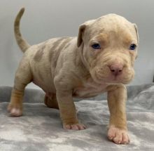 Sweet Pitbull Puppy