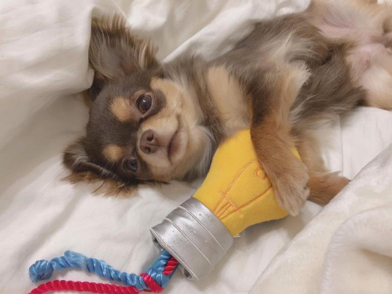 Amazing chihuahua puppies for adoption Image eClassifieds4u