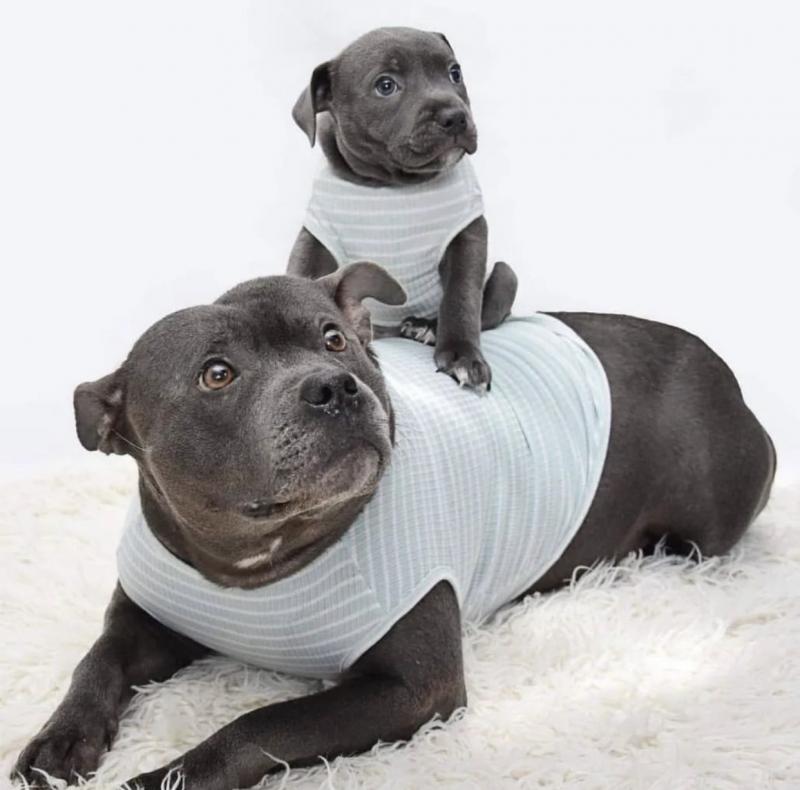 Awesome American stafford shire puppies to be adopted Image eClassifieds4u