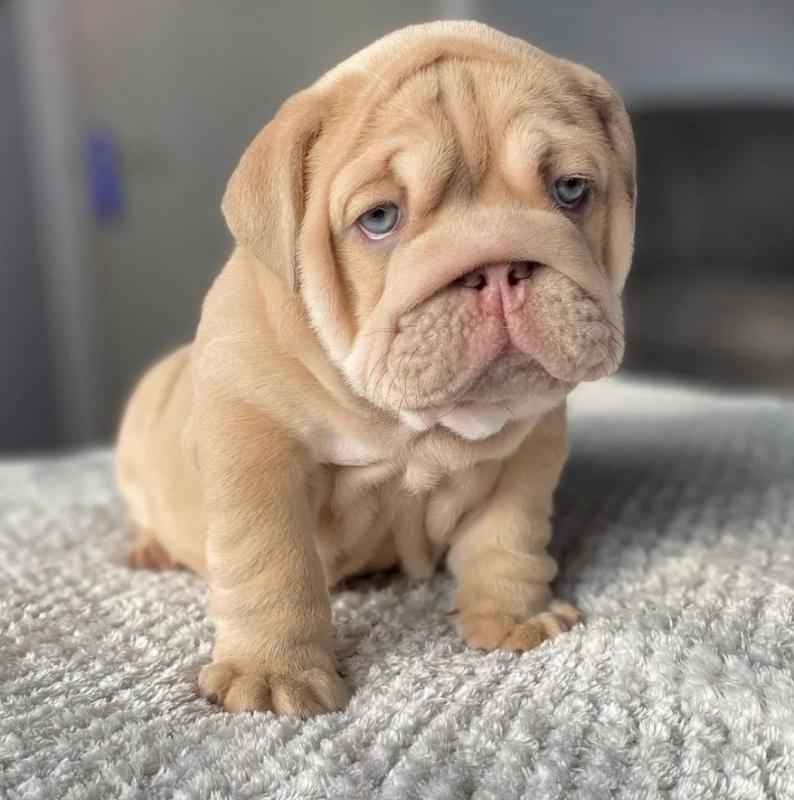 Beautiful English bull dog Puppies Image eClassifieds4u